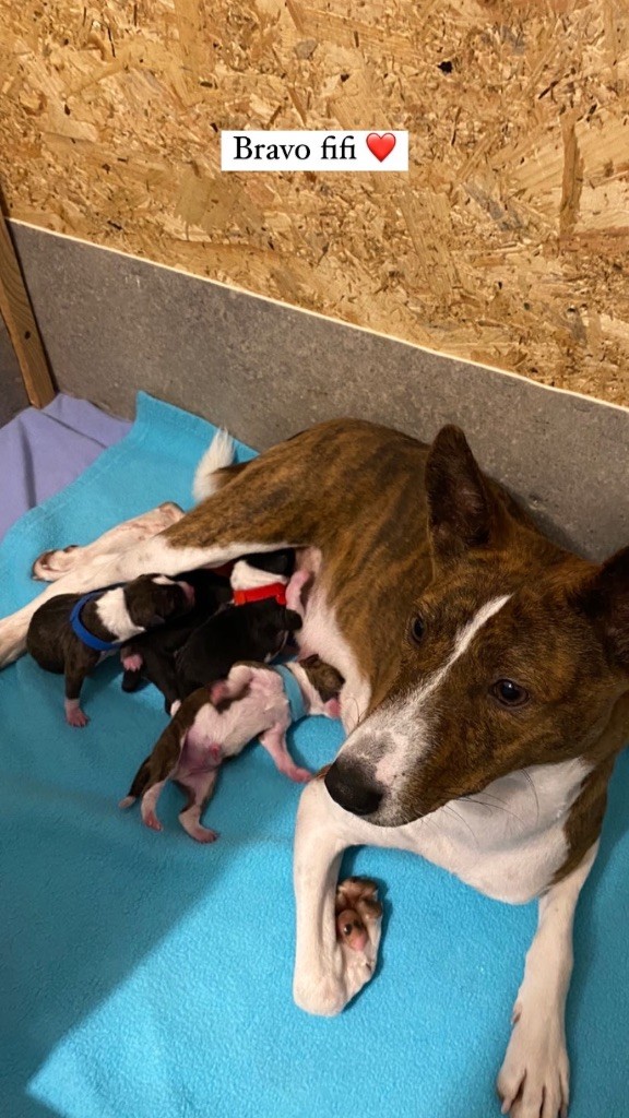 chiot Basenji Des Rives Du Nil